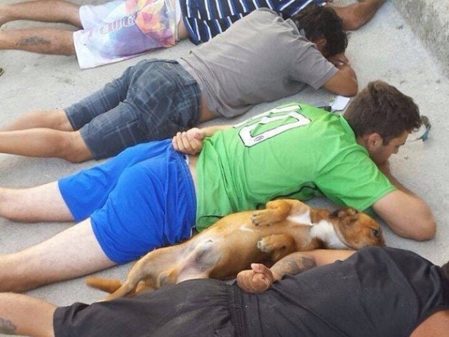 Собака сдается вместе с хозяином во время полицейского рейда в Бразилии. необычное, прикол, фото