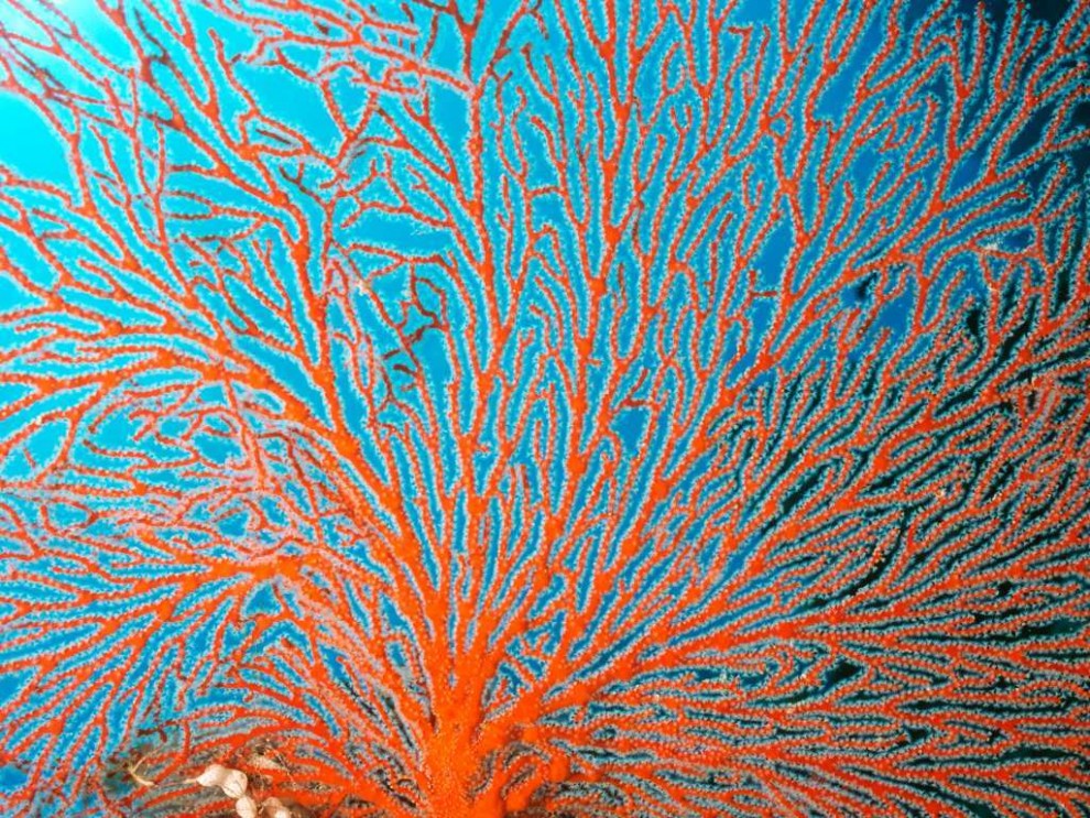 Красоты Большого Барьерного рифа 