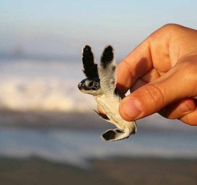 Разные животные невероятных размеров Разные животные невероятных размеров животные,невероятное,природа