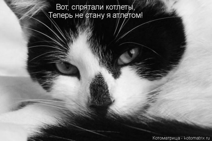 Лучшие котоматрицы за прошедшую неделю