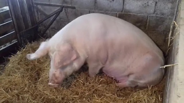 Фото свиньи в сарае