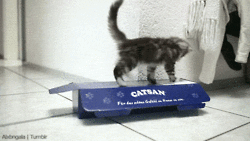 Cat_Box_016