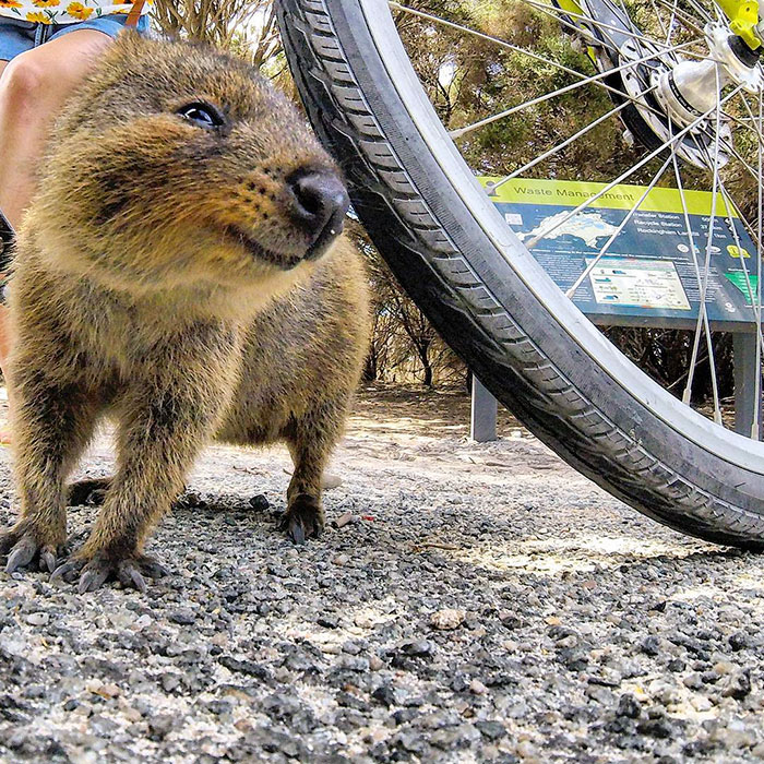 quokka-meets-cyclist-man-australia-3