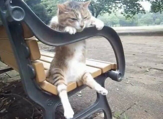 Забавные фотоистории из жизни кошек позитив,Смешные животные