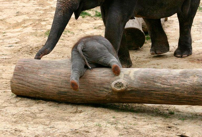 Baby Elephant