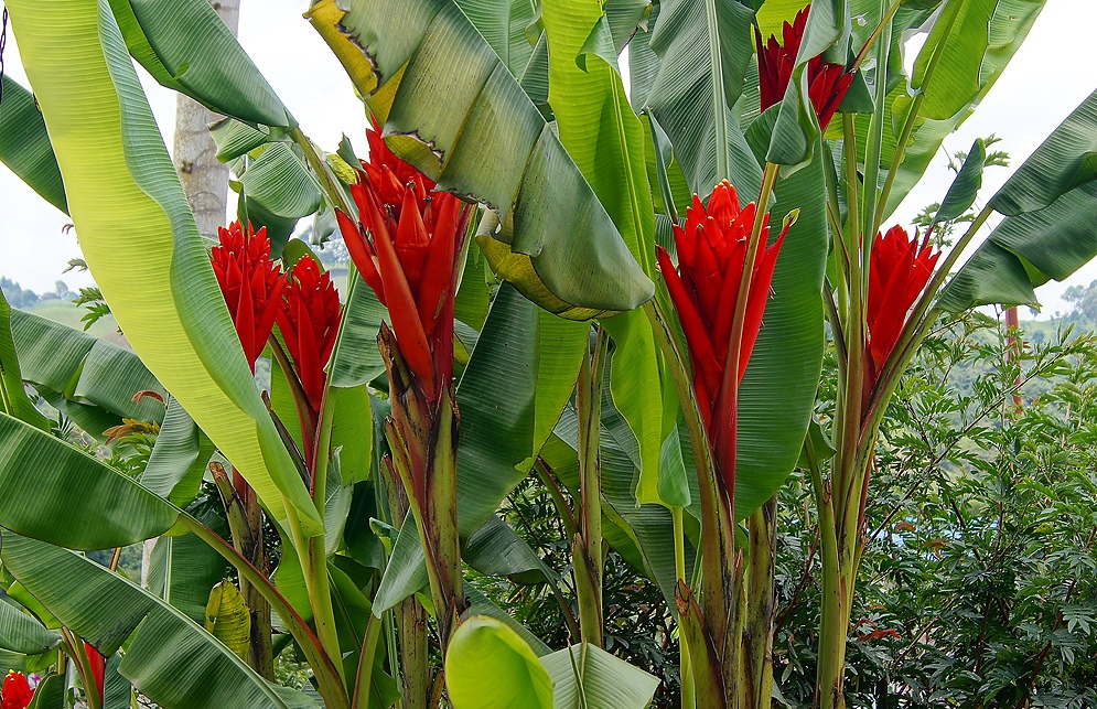 Банан ярко-красный (индокитайский банан) (лат. Musa coccinea)