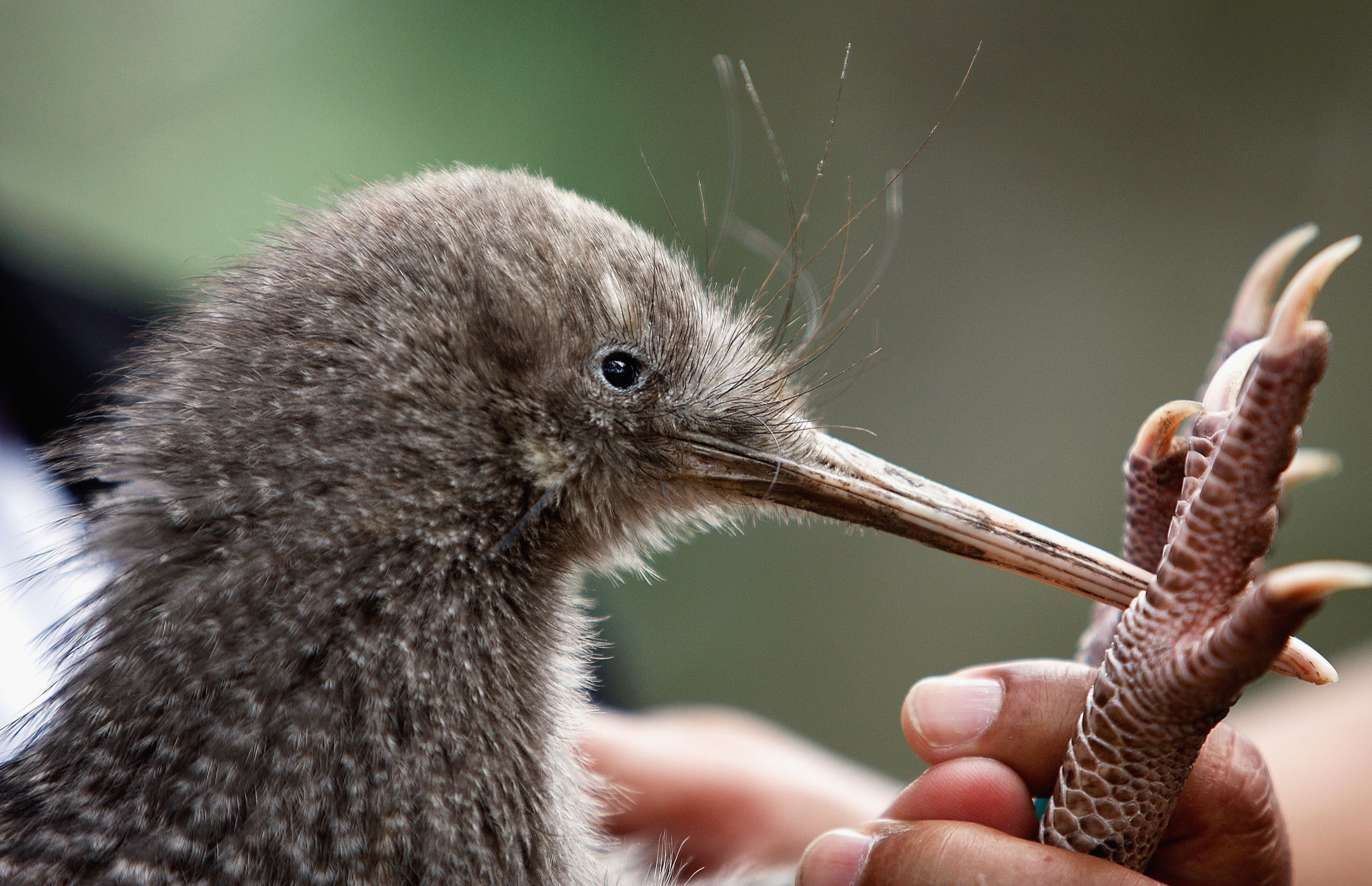 Kiwi orchestra. Киви птица. Птица киви в новой Зеландии. Птенец киви. Птица киви птенец.