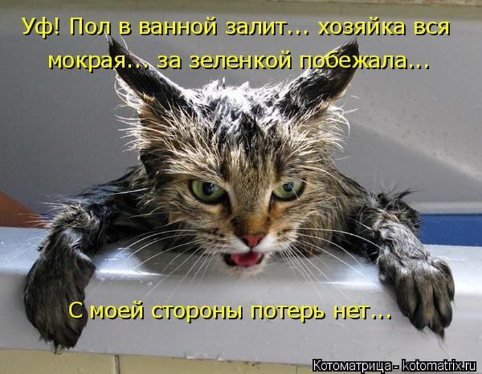 Лучшие котоматрицы за прошедшую неделю