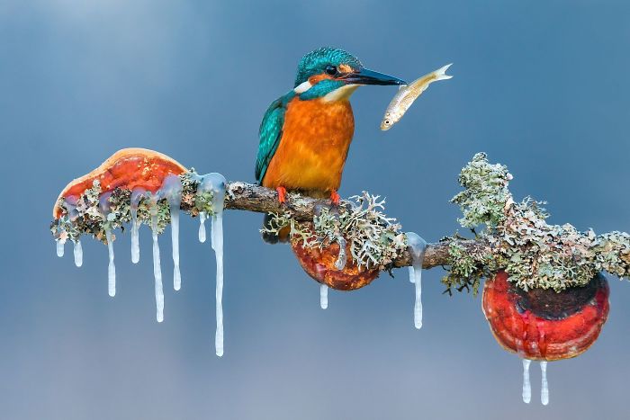 Peak By Petar Sabol (Remarkable Award In Animals In Their Environment Category)