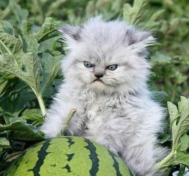 Забавные фотоистории из жизни кошек позитив,Смешные животные