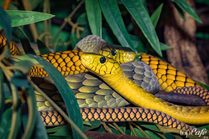 ядовитая змея. CC0