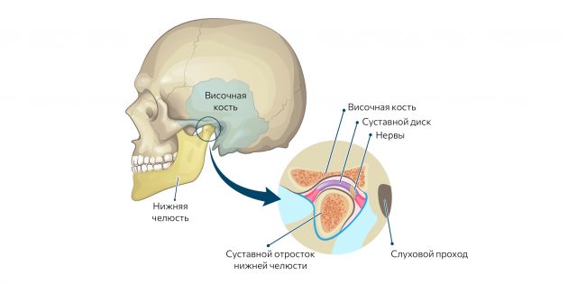 Кто такой гнатолог и при каких симптомах надо к нему идти сустава, например, гнатолог, помощью, движения, смыкаются, чтобы, поэтому, брекетов, мышцы, сустав, открывается, суставного, всего, правильно, которые, гнатологу, зубного, зубов, работают