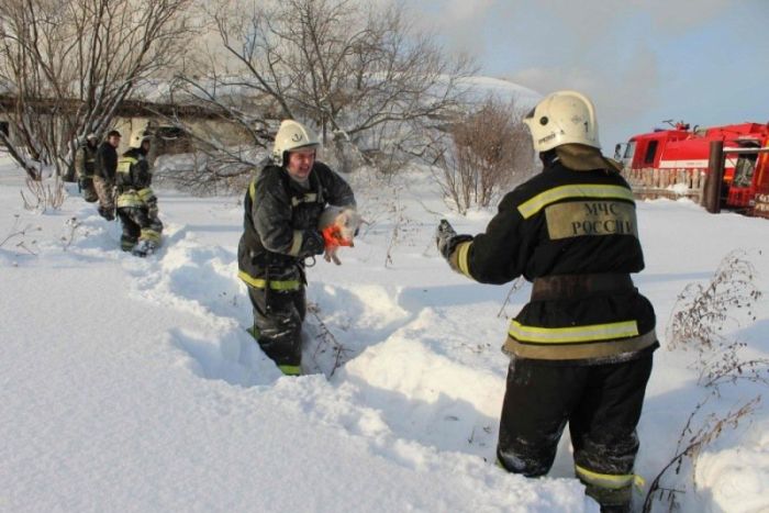 Томские пожарные вытащили более ста поросят из горящего свинарника (6 фото) Томские пожарные вытащили более ста поросят из горящего свинарника (6 фото)