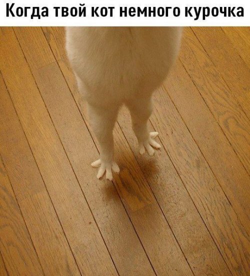 Прикольные картинки скрасят понедельник (40 шт)