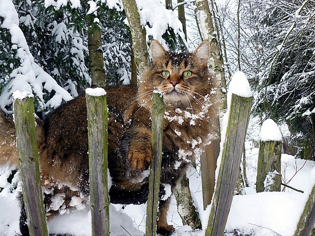 0a0254271522760a628c0bc934d64af9 (650x488, 214Kb)