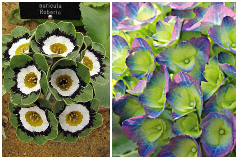 Primula auricula и Гортензия интересное, красота, флора, цветы
