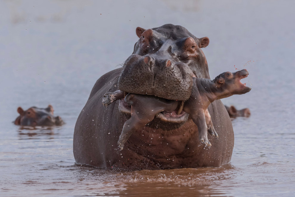 Лучшие кадры дикой природы с Wildlife Photographer of the Year 2019