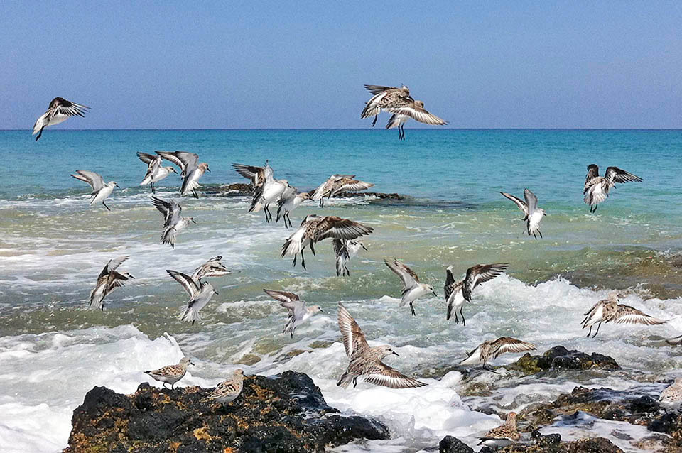 Чаще всего песчанки устраивают колонии у моря. Но и на внутренних водоёмах птицы также могут поселиться.