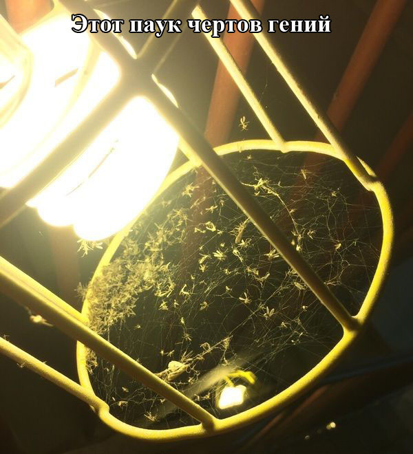 Картинки с надписями мем, прикол, юмор