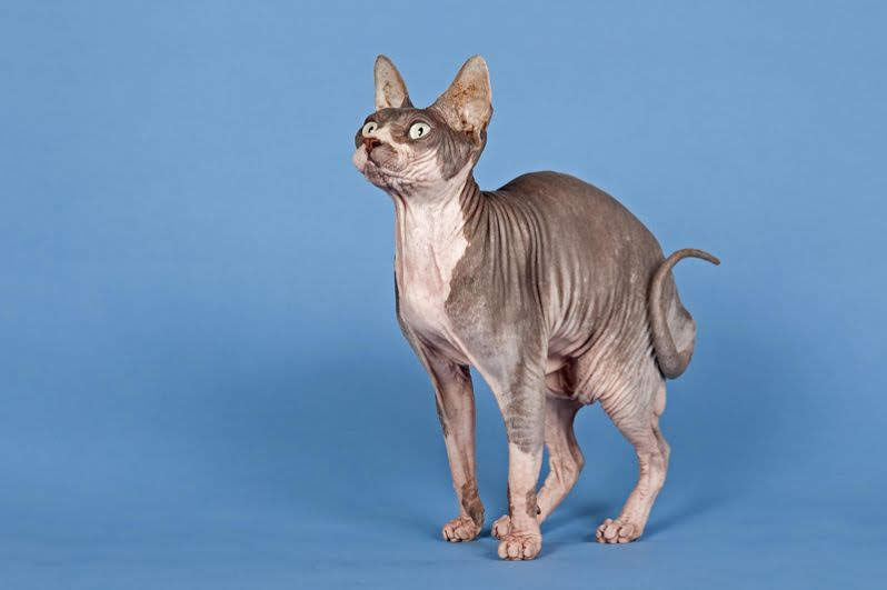 Самые странные породы кошек Самые странные породы кошек супер