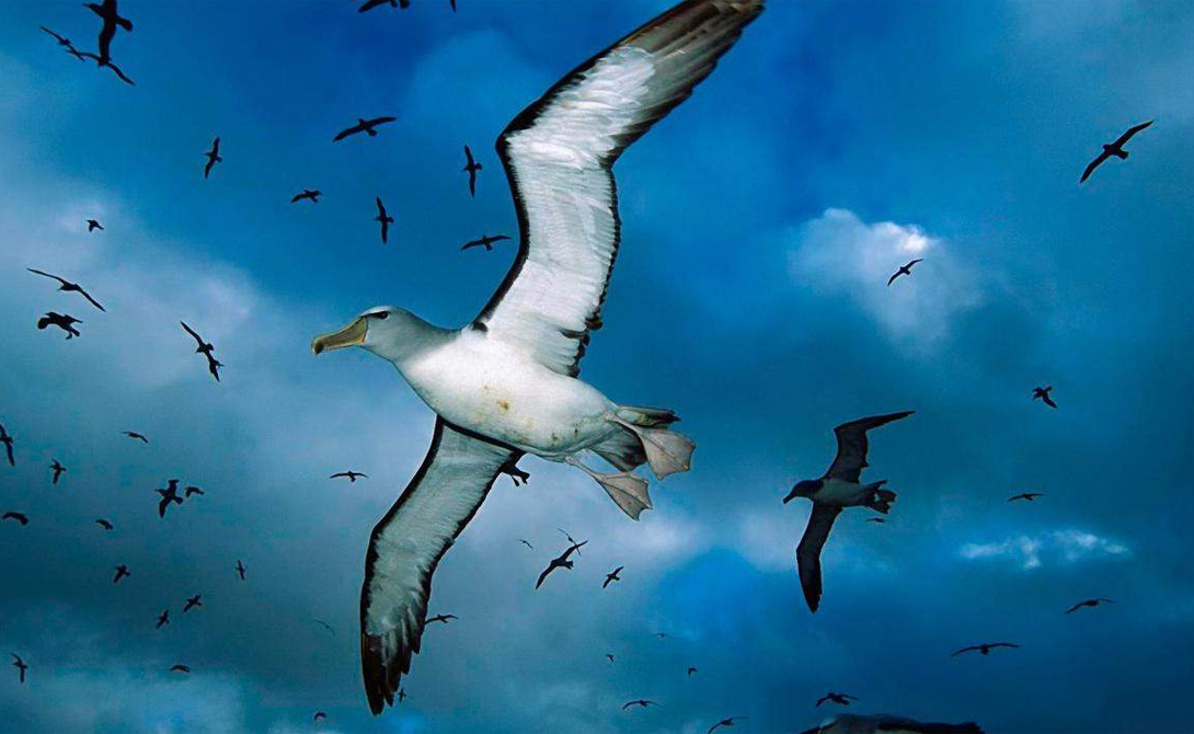 Странствующий альбатрос
Размах крыльев странствующего альбатроса составляет целых 325 сантиметров, самый большой среди всех существующих птиц. Альбатрос живет до тридцати лет, что делает его настоящим рекордсменом-долгожителем.