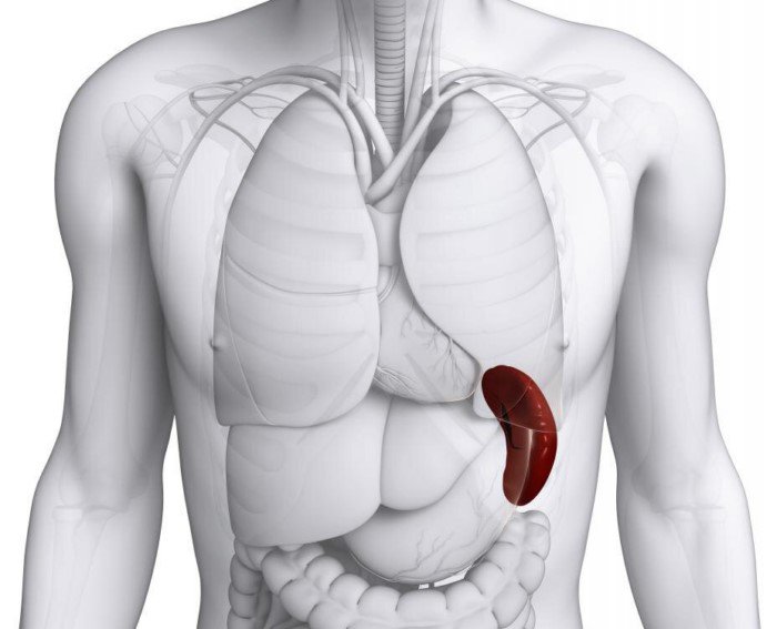 Откуда у людей берутся добавочные селезёнки и почему это происходит? может, селезенки, ткани, когда, случае, всего, однако, могут, селезенка, части, основной, обычно, сантиметров, только, внутри, понимать, органа, скорее, орган, результате