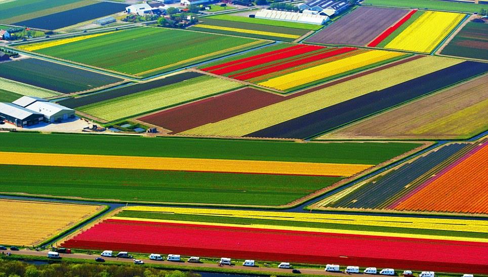 Поле тюльпанов в Голландии фото