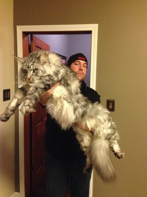 Невероятно огромный кот! животные, кошки, фото