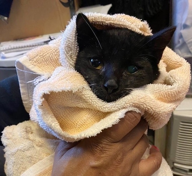 Кошка в полотенце