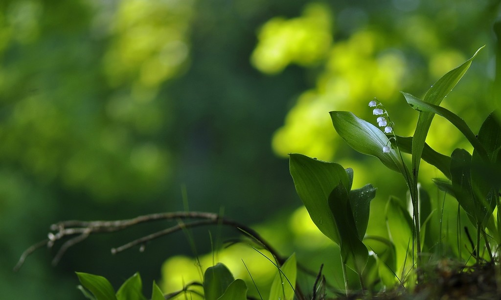 Земля так несравненно хороша! Земля так несравненно хороша! природа