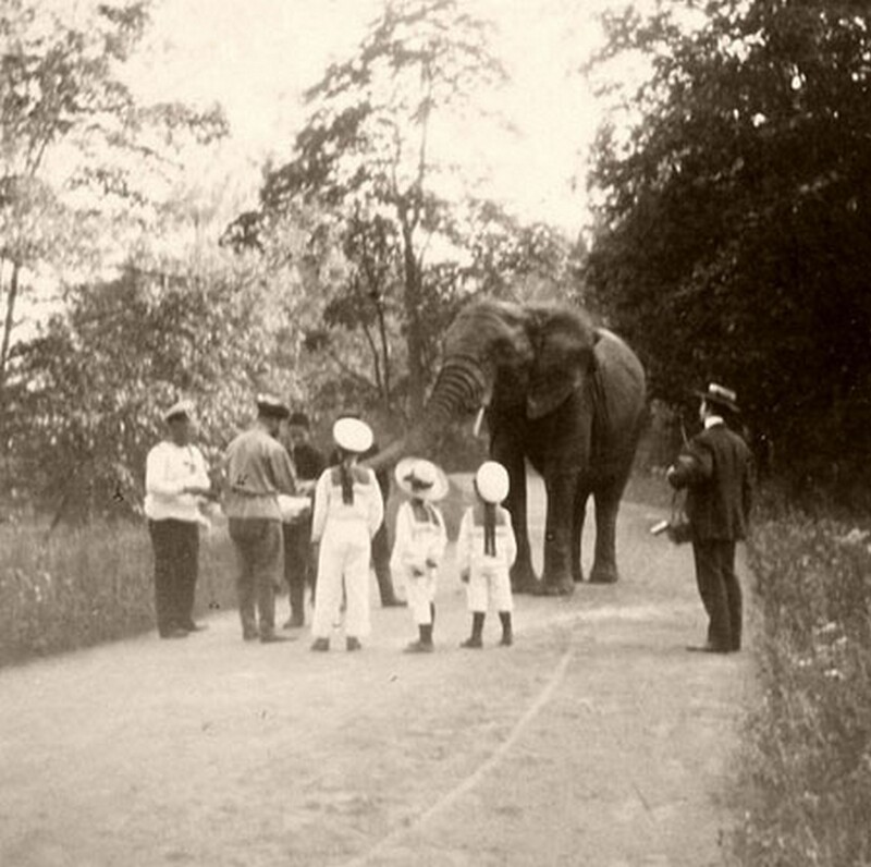 Николай II с детьми кормят слона. Фото: tarispb.ru