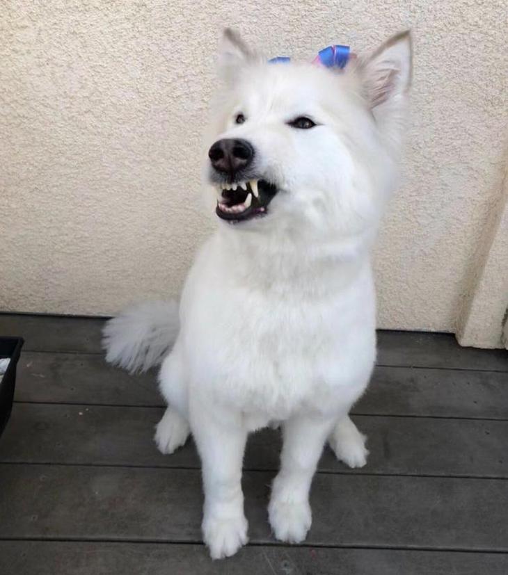 Люди делятся самыми неудачными фотографиями своих питомцев, и это очень смешно