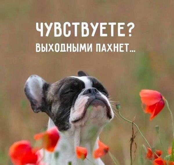 Чувствуете выходными пахнет картинка