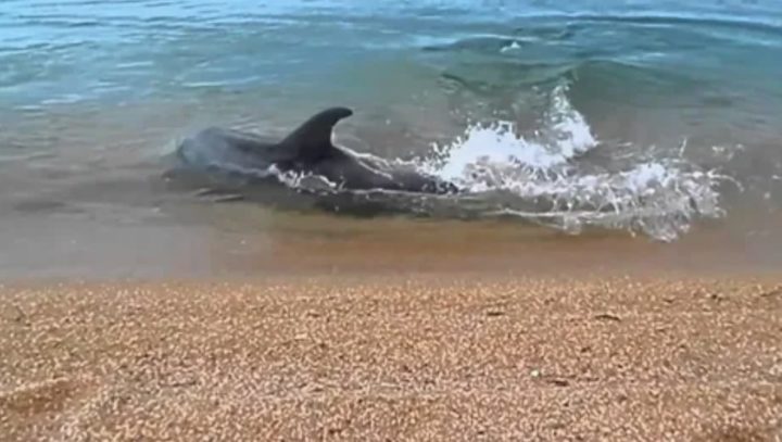 Мэрия Анапы: Пляжи подвергаются санобработке после массовой гибели черноморских дельфинов