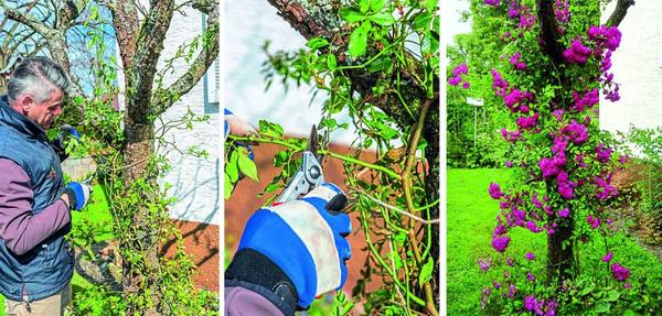 Плетистая роза Super Excelsa