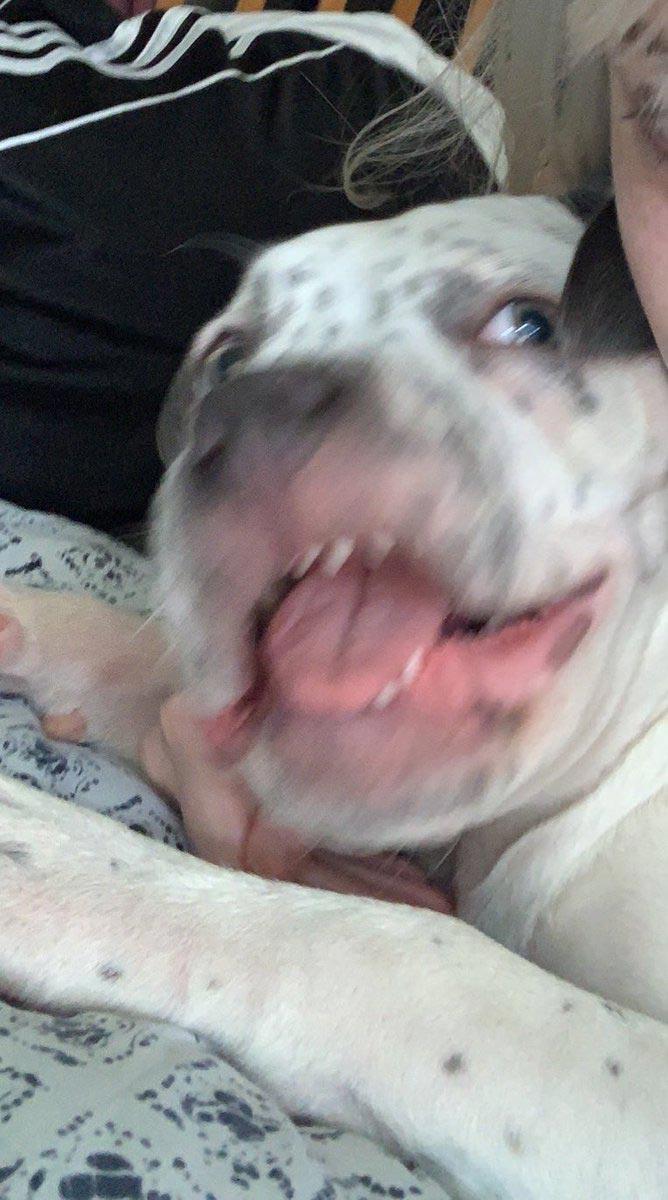 Люди делятся самыми неудачными фотографиями своих питомцев, и это очень смешно Люди делятся самыми неудачными фотографиями своих питомцев, и это очень смешно