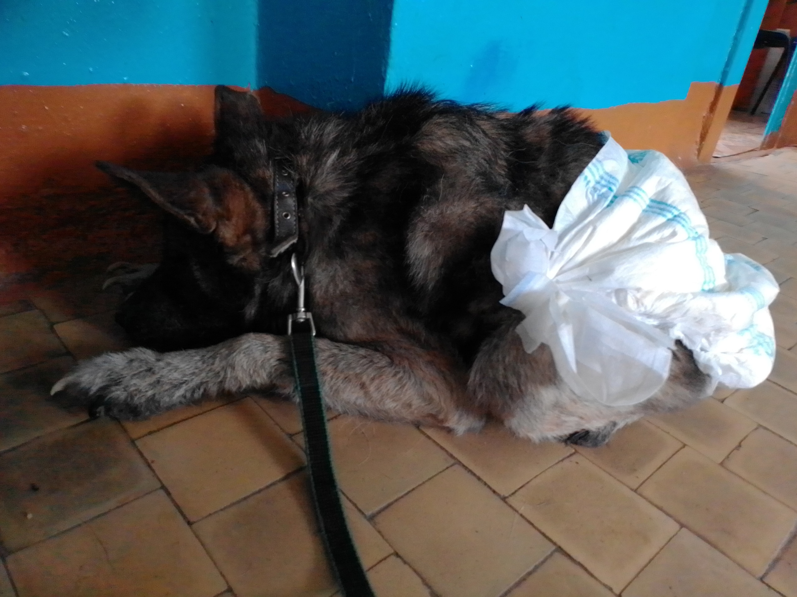 щенок в памперсах