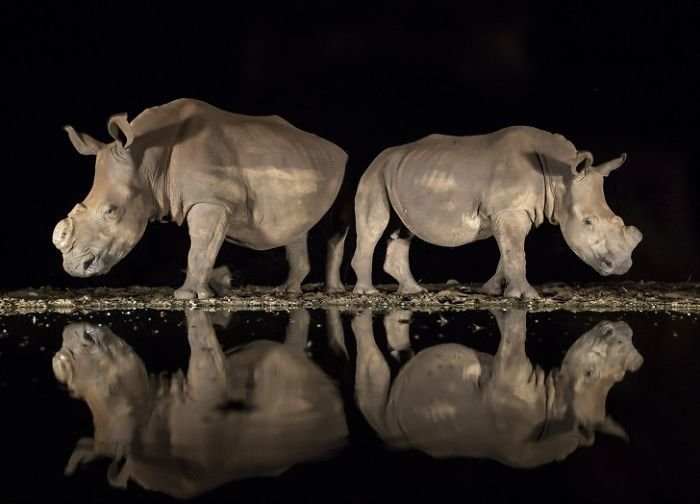 Этот мир продолжает нас удивлять: опубликованы лучшие фотографии премии National Geographic 2018 природа