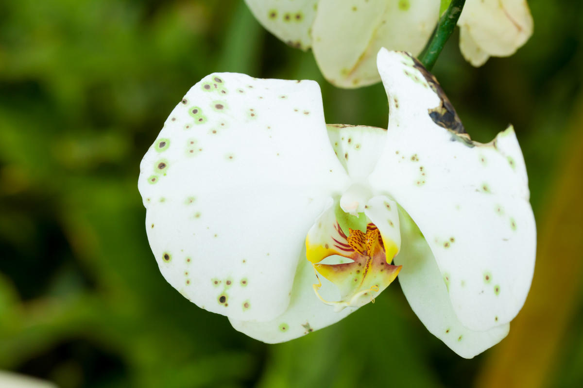 Почему не цветет орхидея: 6 очевидных и неожиданных причин комнатные растения,цветоводство