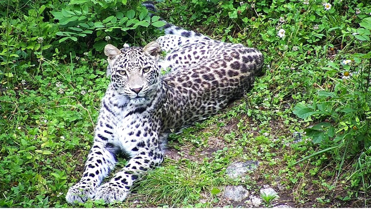 Президент РГО Шойгу назвал важным этапом выпуск леопардов в дикую природу