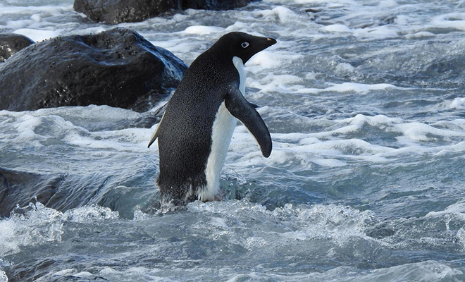 Пингвин из Антарктиды свернул не туда и приплыл в Новую Зеландию: он был в пути 3000 километров