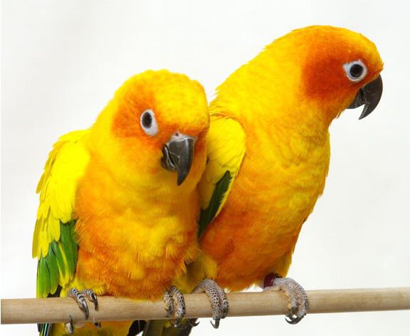 Интересный факт о попугаях для детей