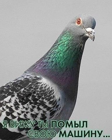 Свежий юмор для прекрасного настроения Свежий юмор для прекрасного настроения