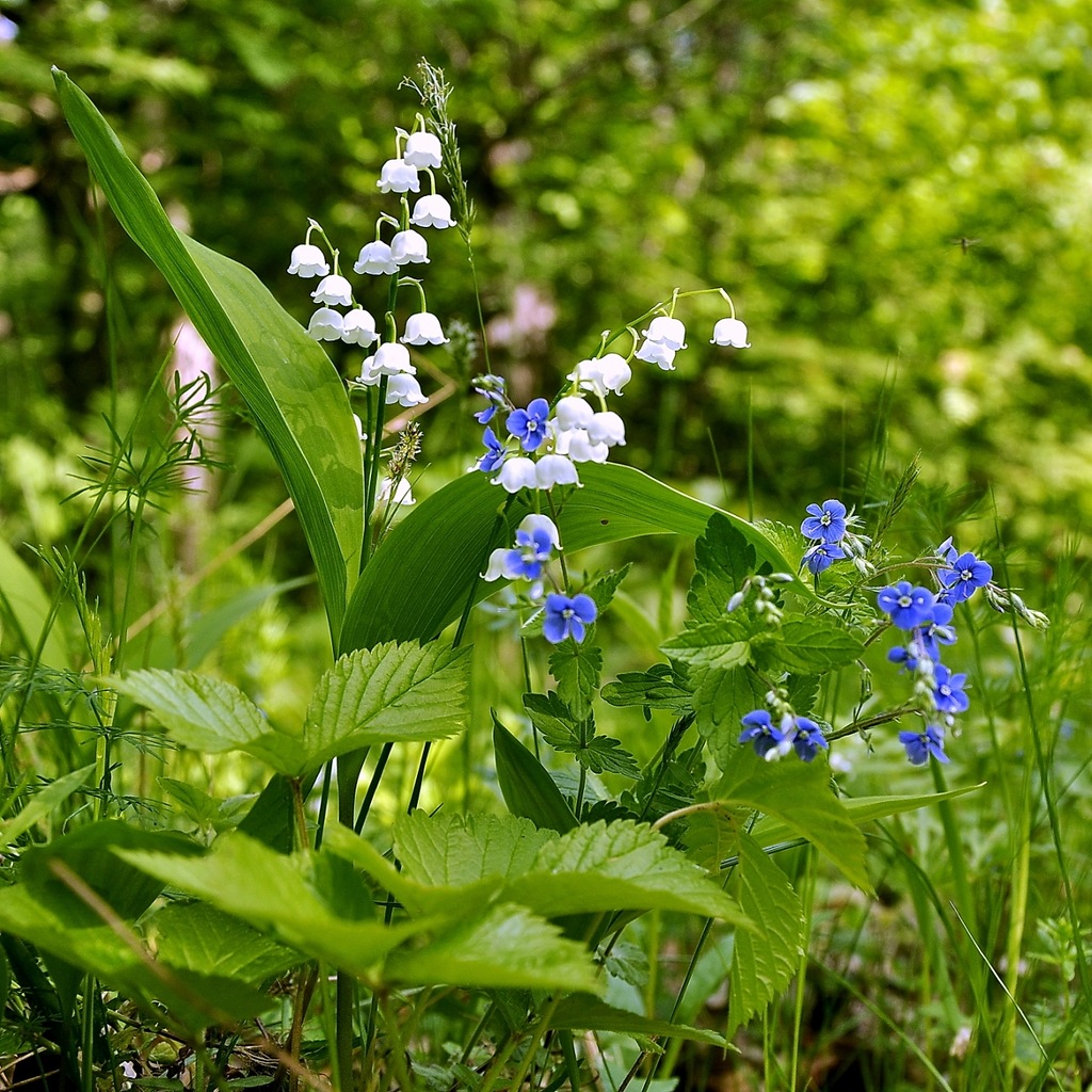 Земля так несравненно хороша! Земля так несравненно хороша! природа