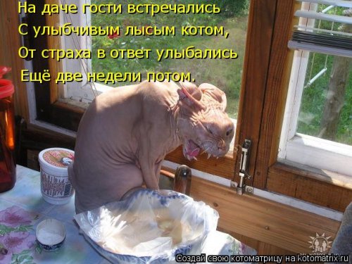 Новая котоматрица для всех (20 шт)