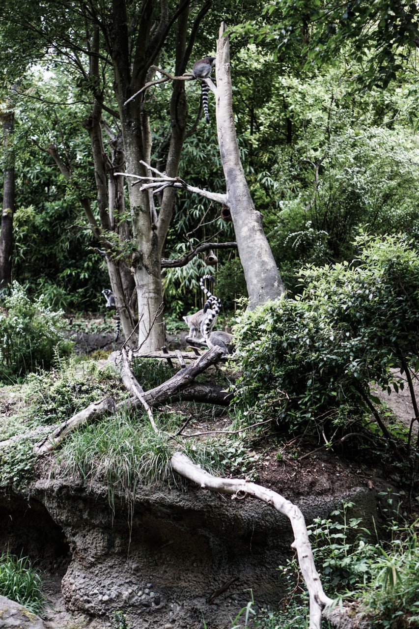  Can you spot the elusive ring-tailed lemurs? 