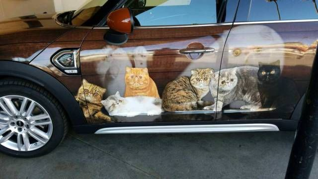 Пусть он ходит везде с тобой, там поймешь, кто такой..) веселые картинки