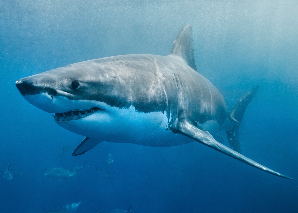 Sharks