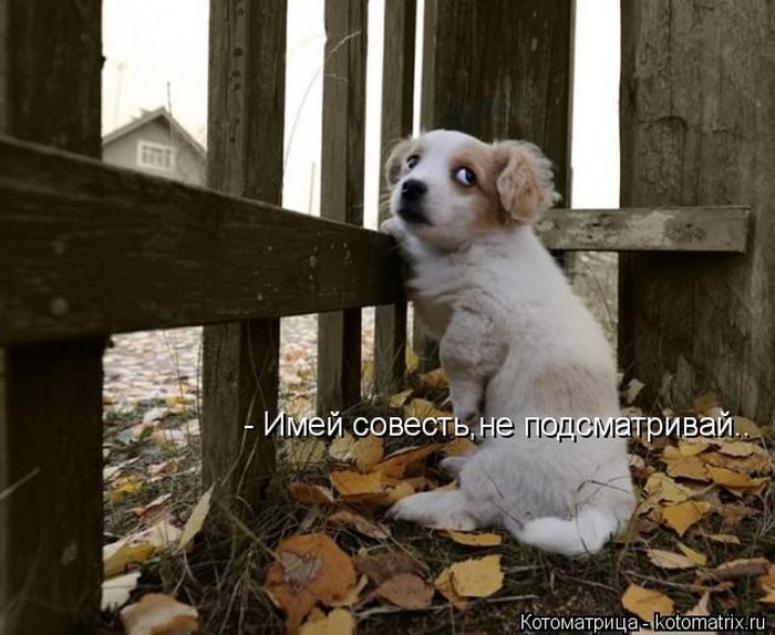 Лучшие котоматрицы за прошедшую неделю
