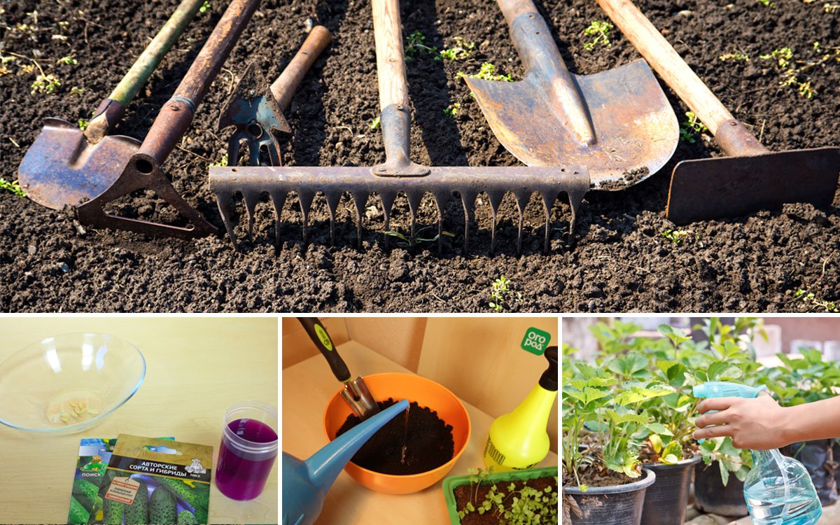 Применение марганцовки в огороде: полив, обработка земли и растений